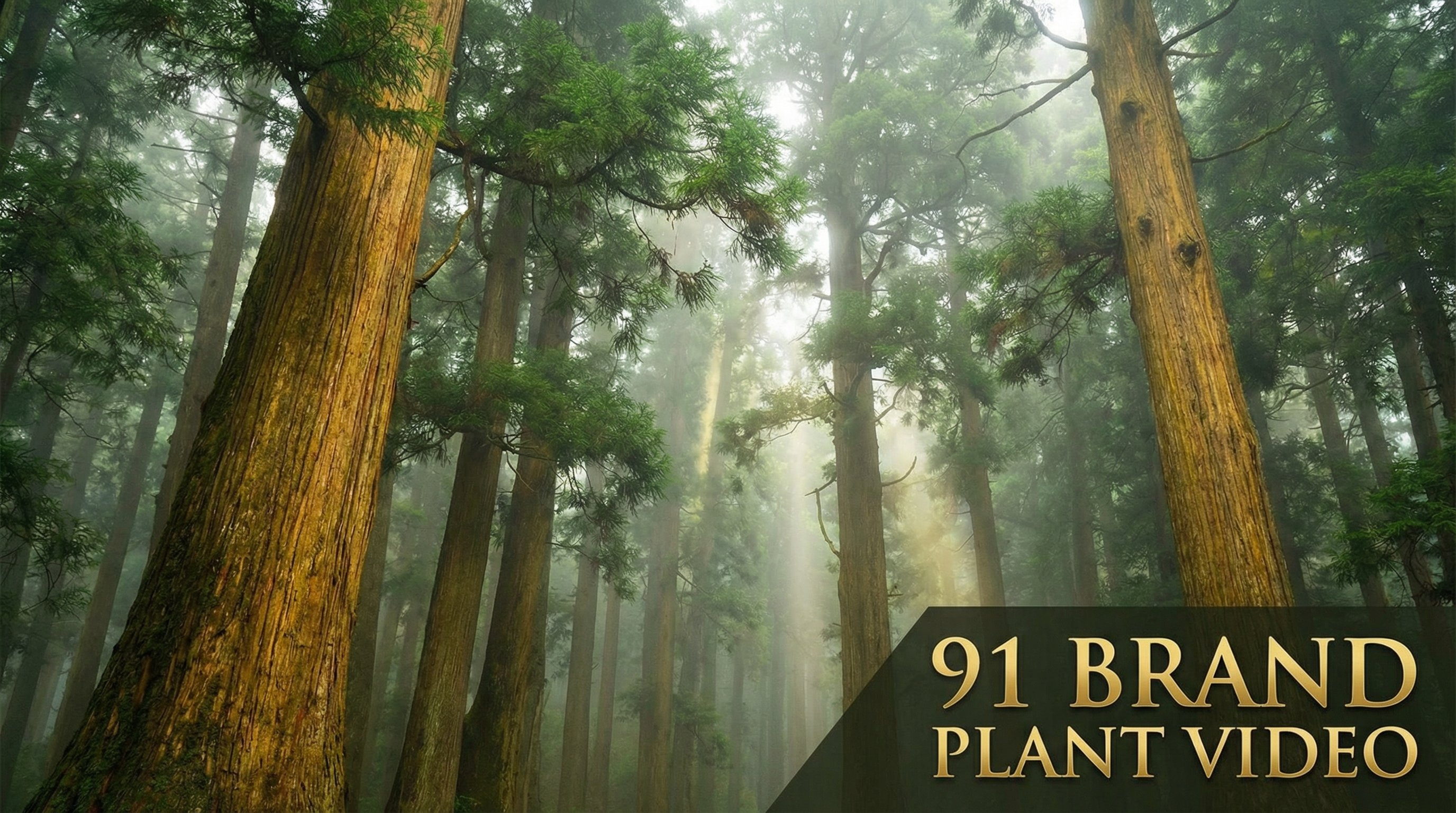 海角社区植物视频